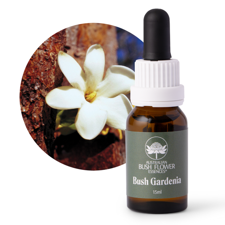 Bush Gardenia - Australia