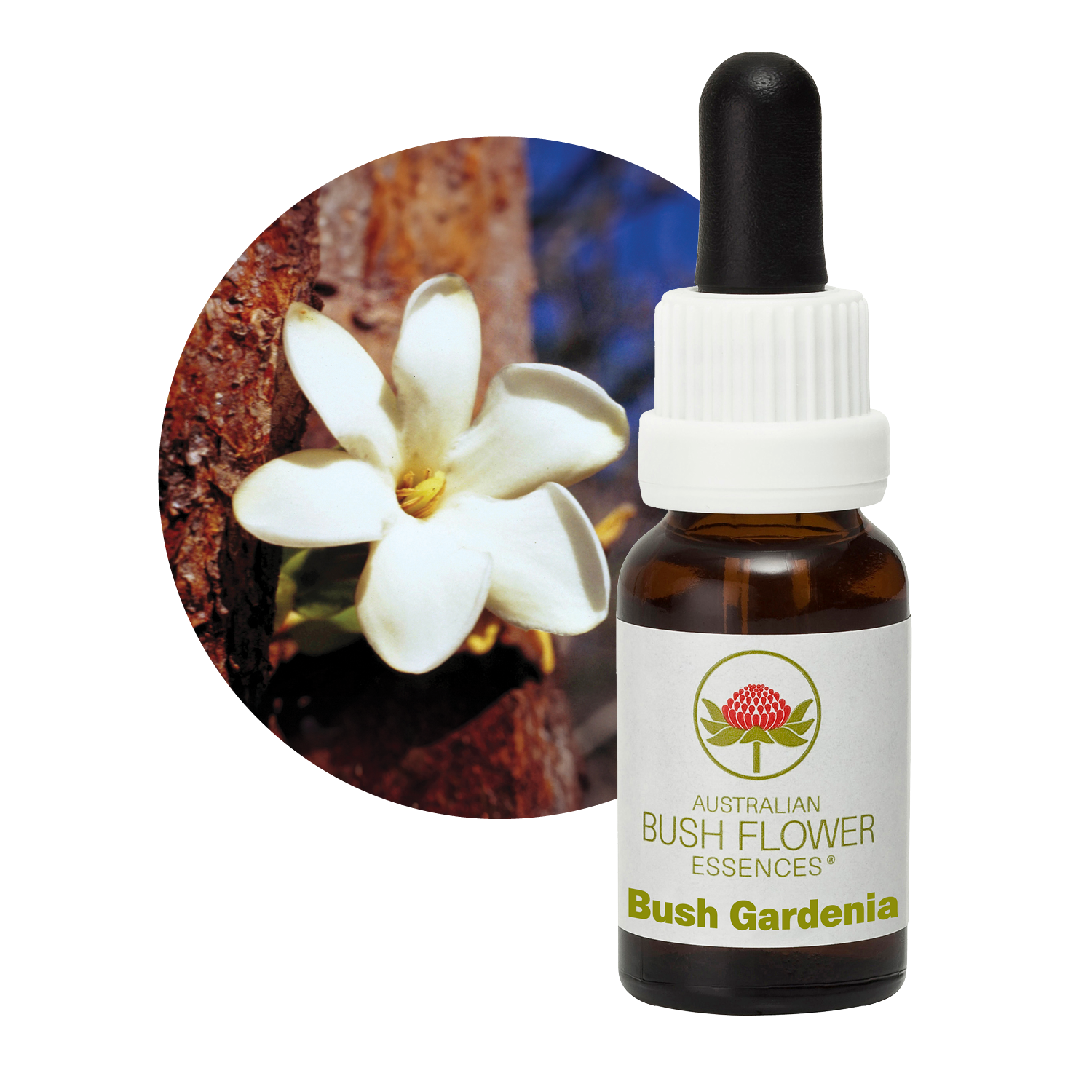 Bush Gardenia - Australia – Australian Bush Flower Essences