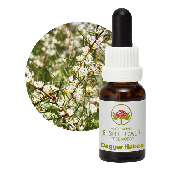 Dagger Hakea - Australia
