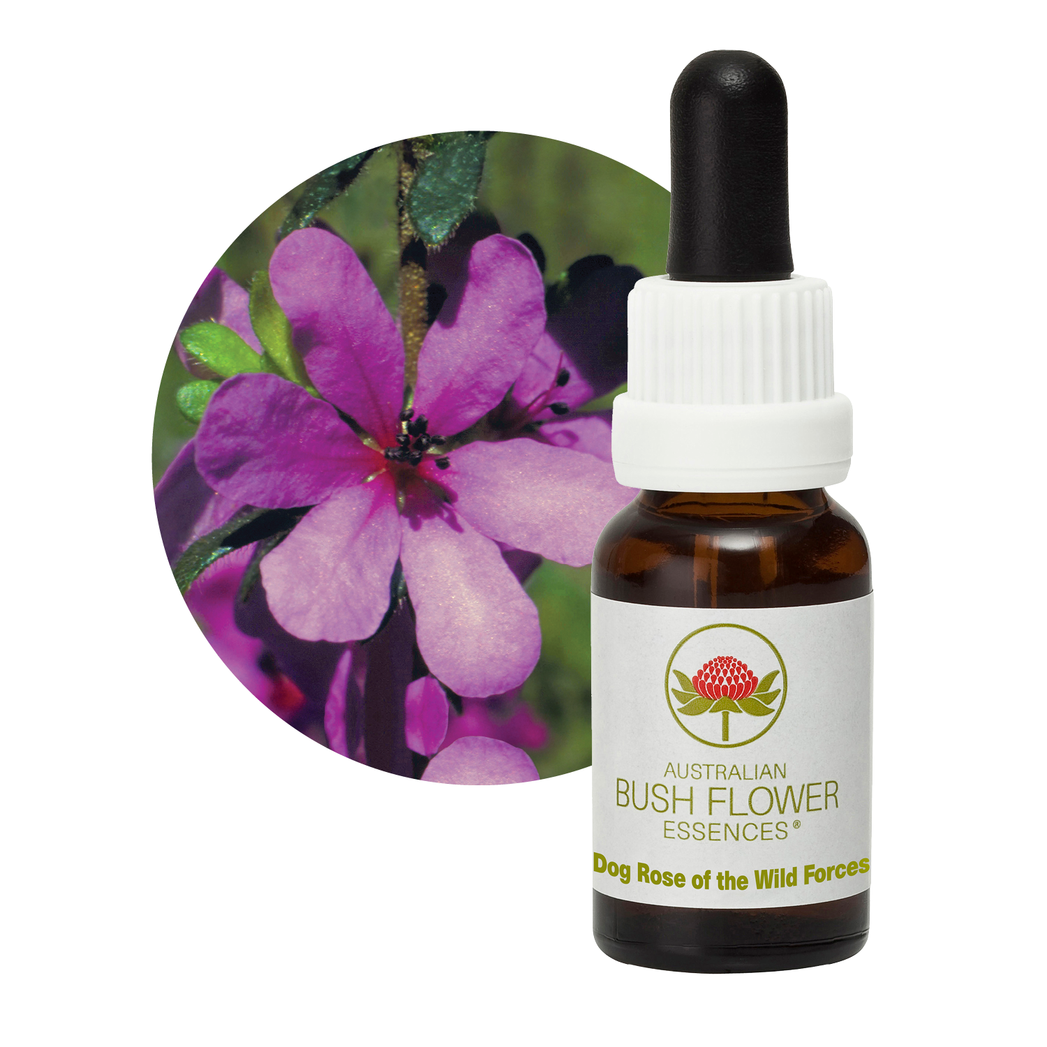 Dog Rose of the Wild Forces Australia Australian Bush Flower Essences