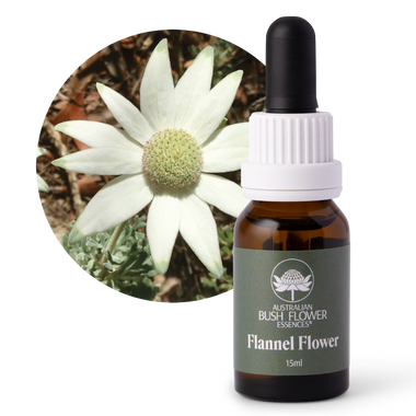 Flannel Flower - Australia