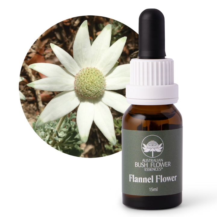 Flannel Flower - Australia