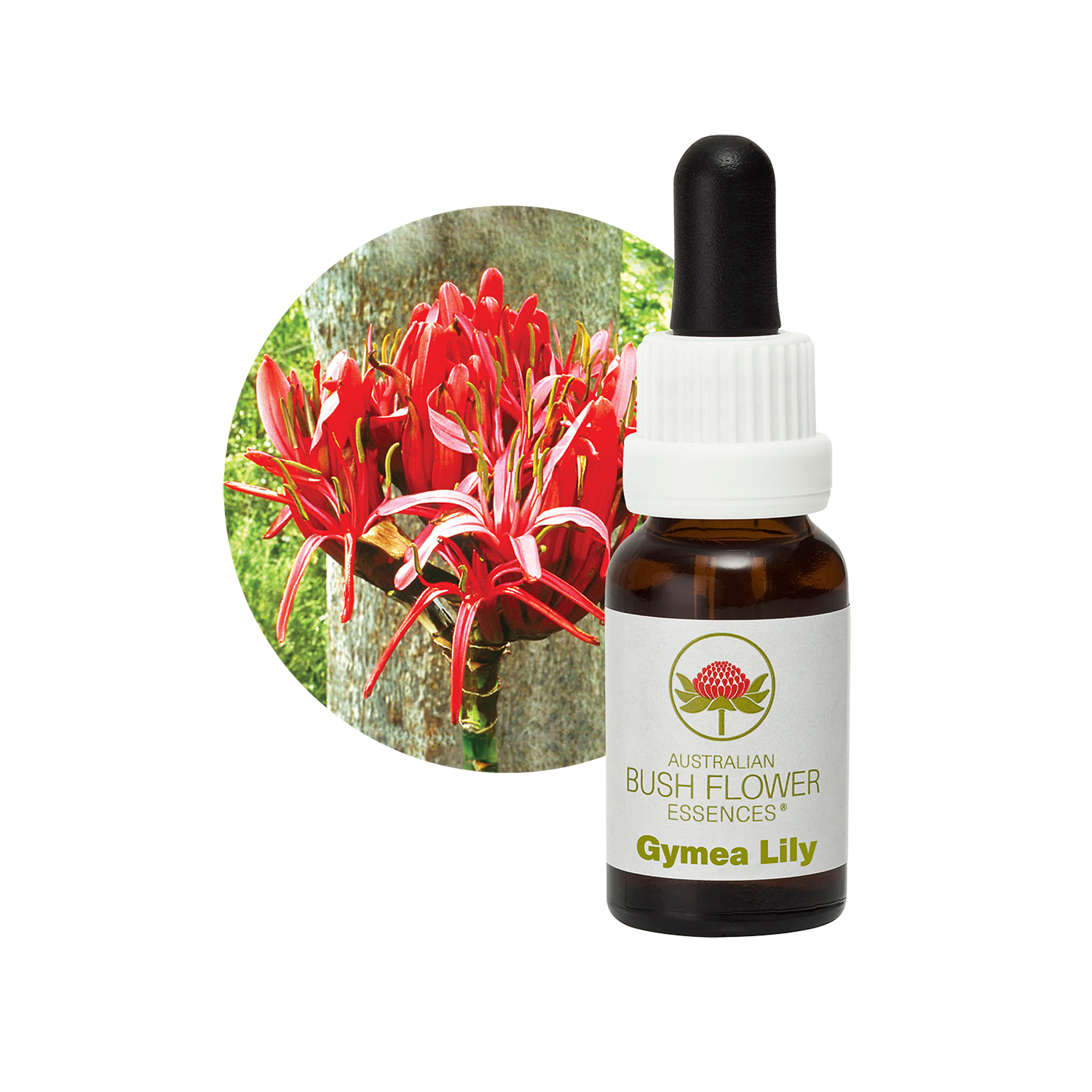 gymea-lily-bush-flower-essence-australian-bush-flower-essences