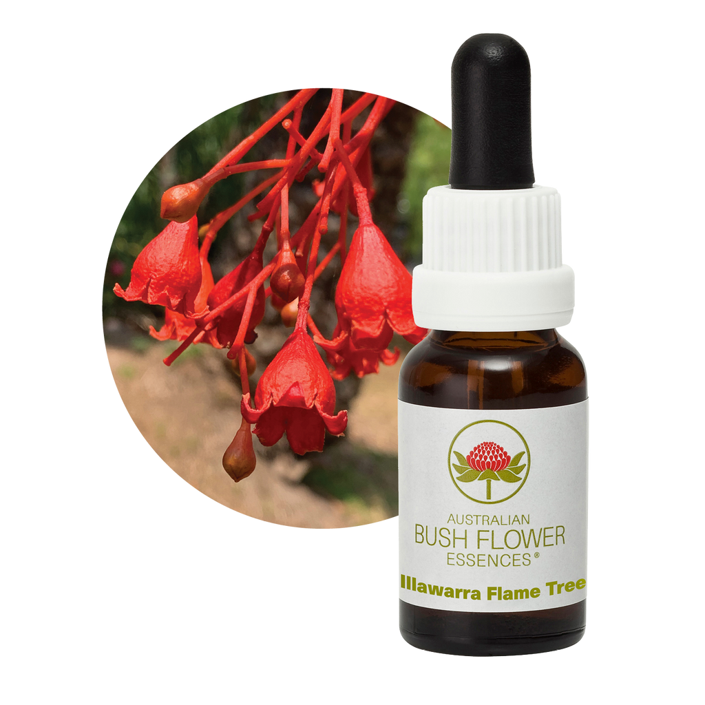 Illawarra Flame Tree Australia Australian Bush Flower Essences