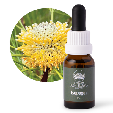 Isopogon - Australia
