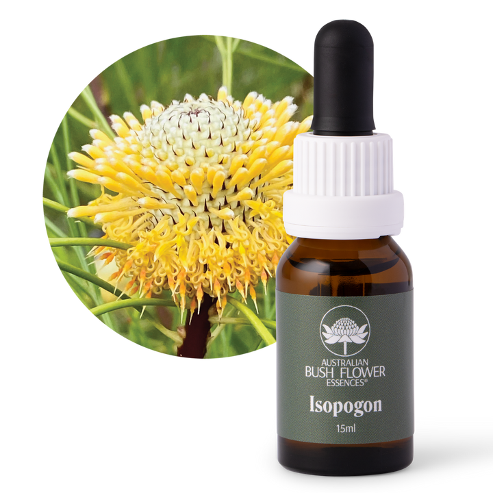 Isopogon - Australia