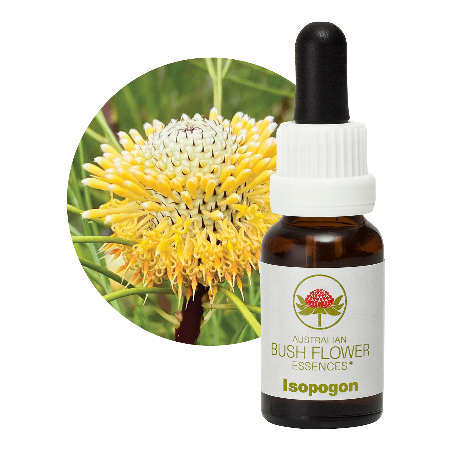 Isopogon Australia Australian Bush Flower Essences