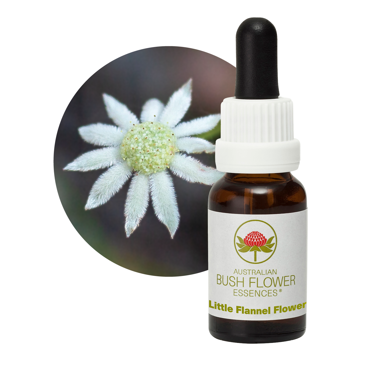 Little Flannel Flower Australia Australian Bush Flower Essences