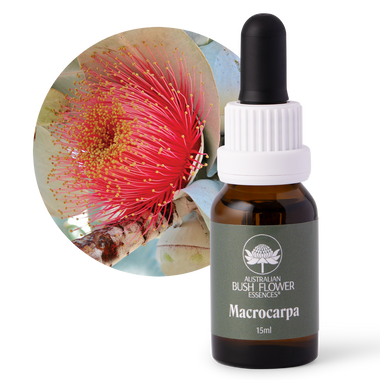 Macrocarpa - Australia