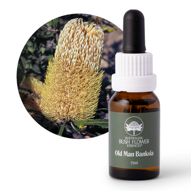 Old Man Banksia - Australia