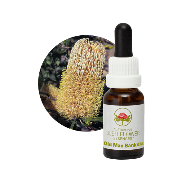 Old Man Banksia - Australia – Australian Bush Flower Essences