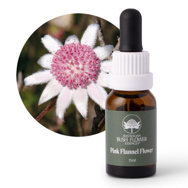 Pink Flannel Flower - Australia