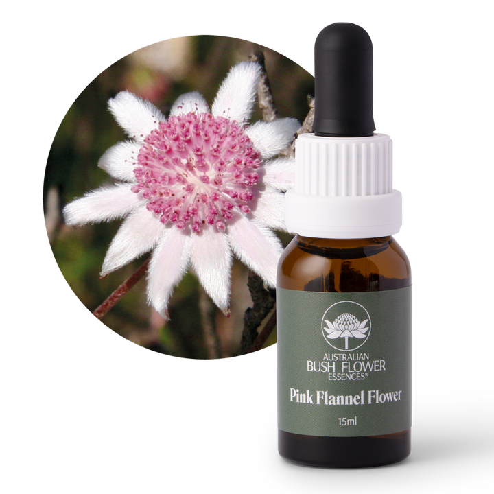 Pink Flannel Flower - Australia