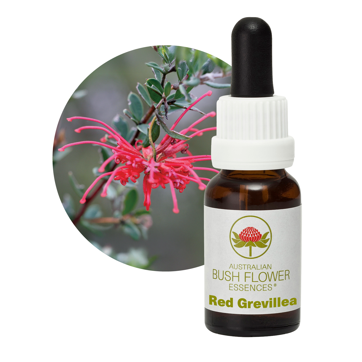 Australian Bush Flower Red Grevillea | Confronta prezzi Australian Bush Flower Red Grevillea | Confronta prezzi