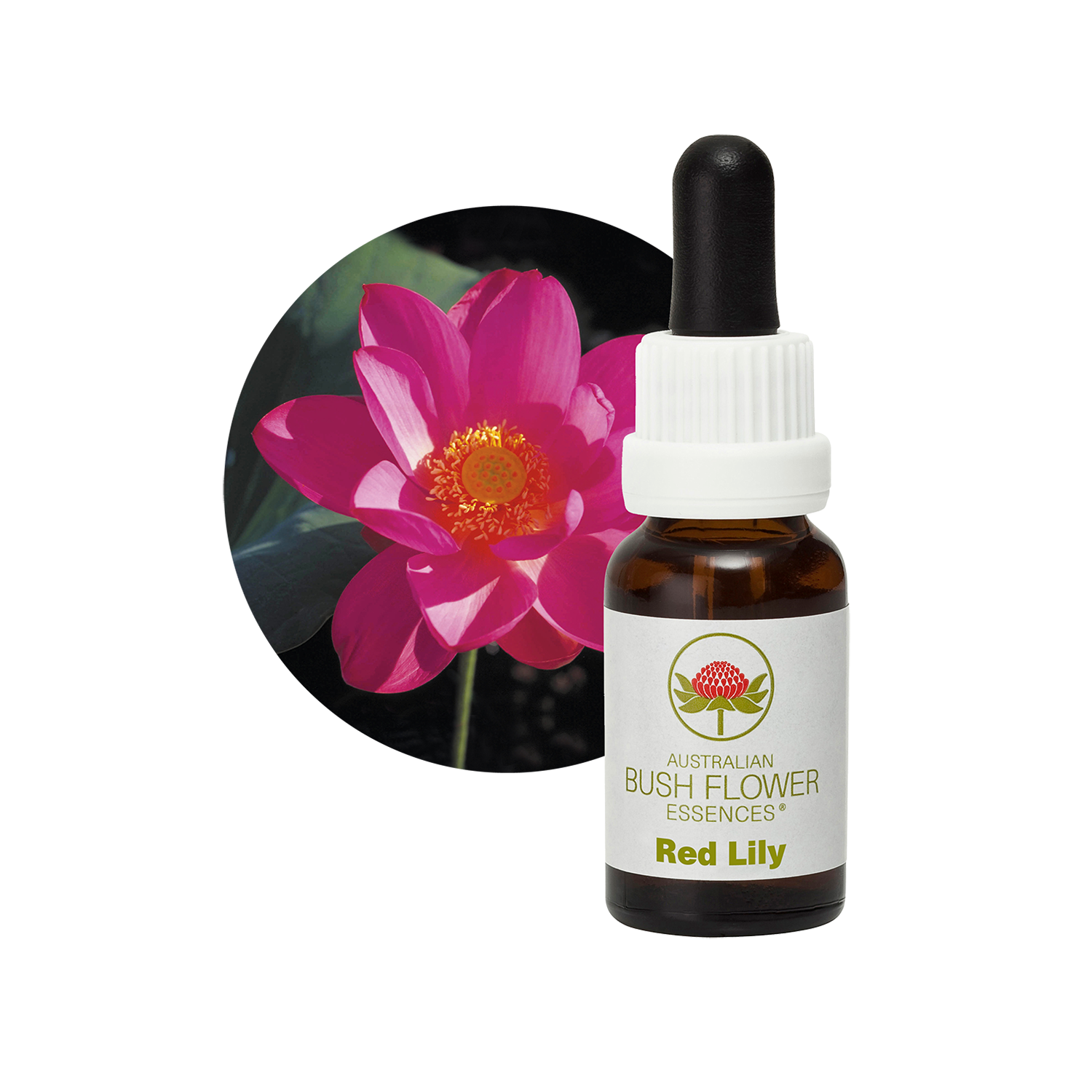 Red Lily - Australia – Australian Bush Flower Essences