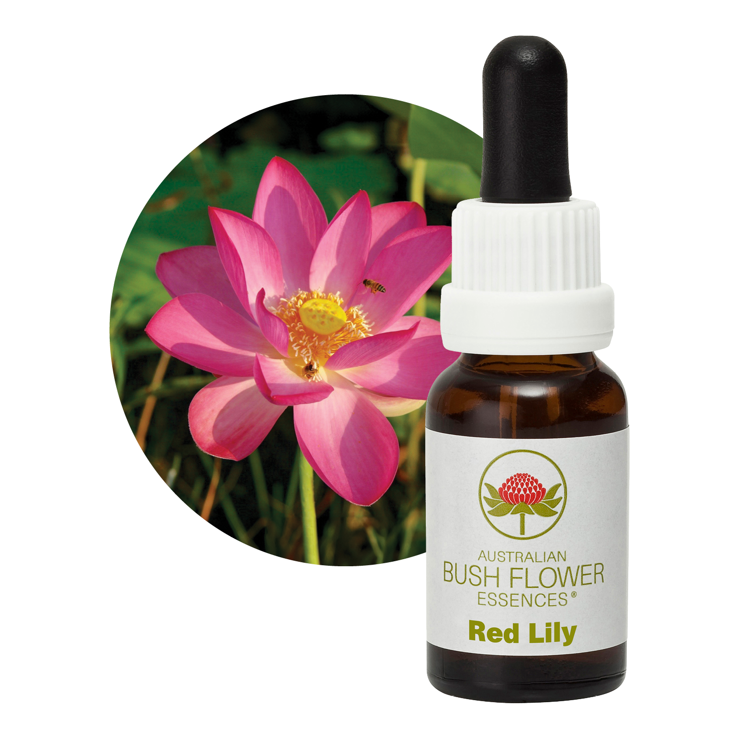 red lily bush flower essence Red Lily
