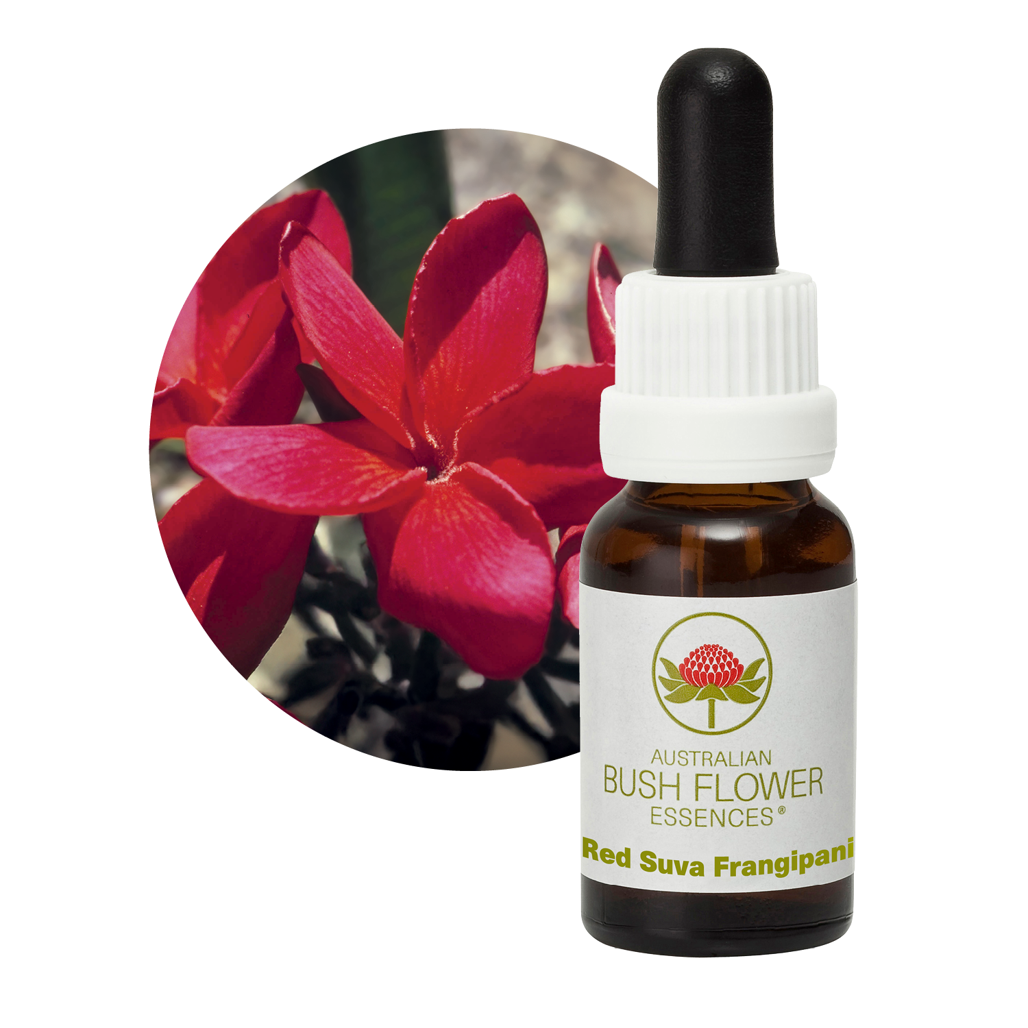 Red Suva Frangipani Australia Australian Bush Flower Essences