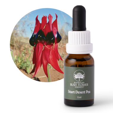Sturt Desert Pea - Australia