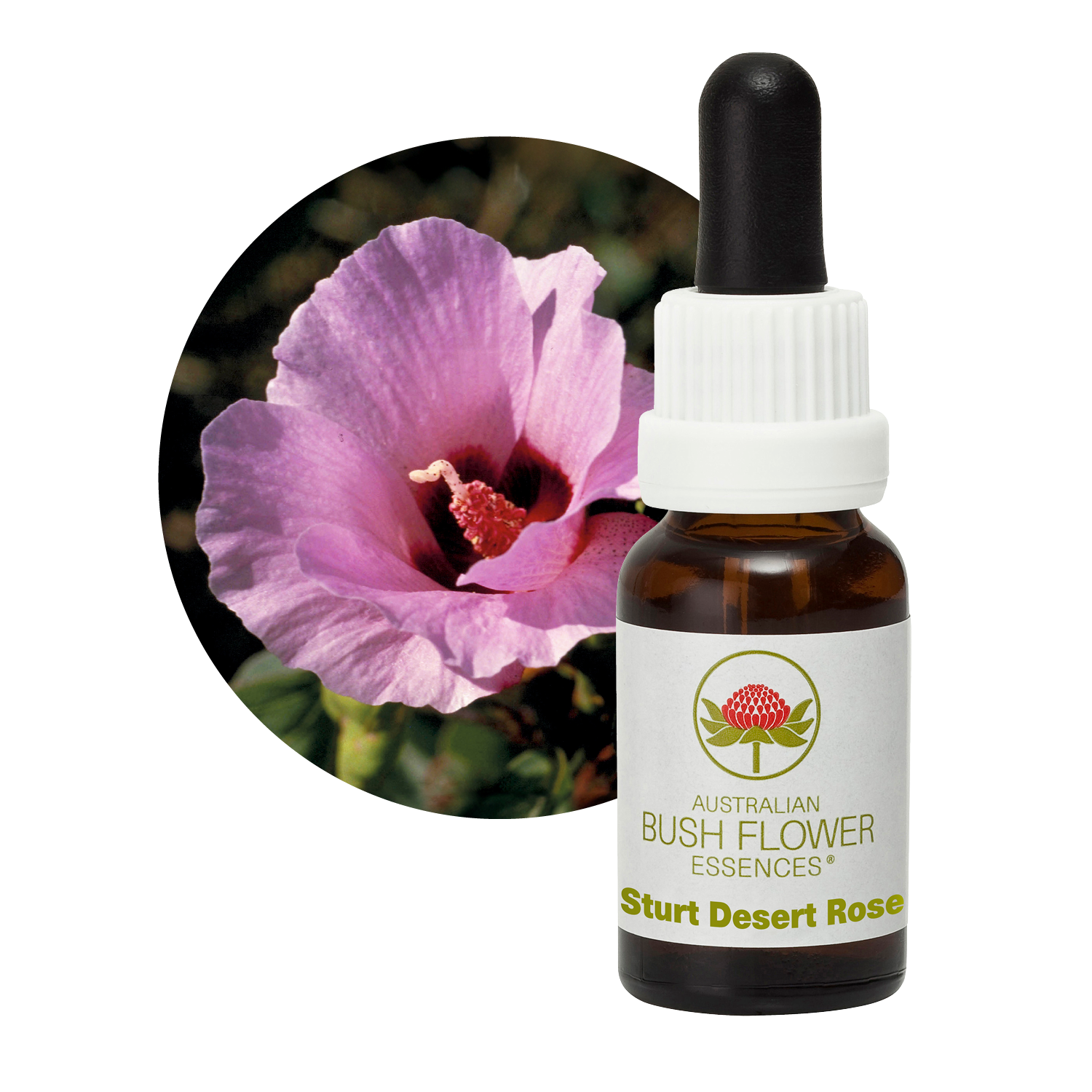 Sturt Desert Rose - Australia – Australian Bush Flower Essences