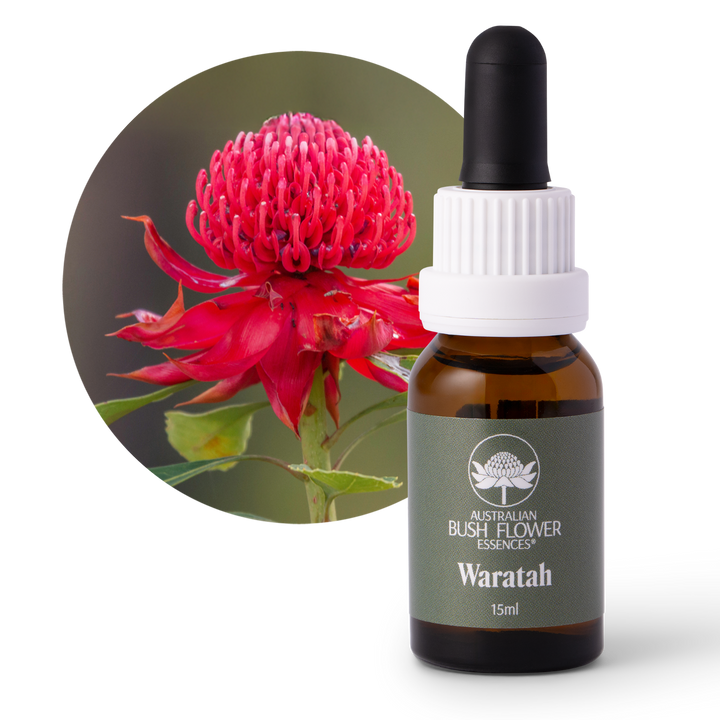 Waratah - Australia
