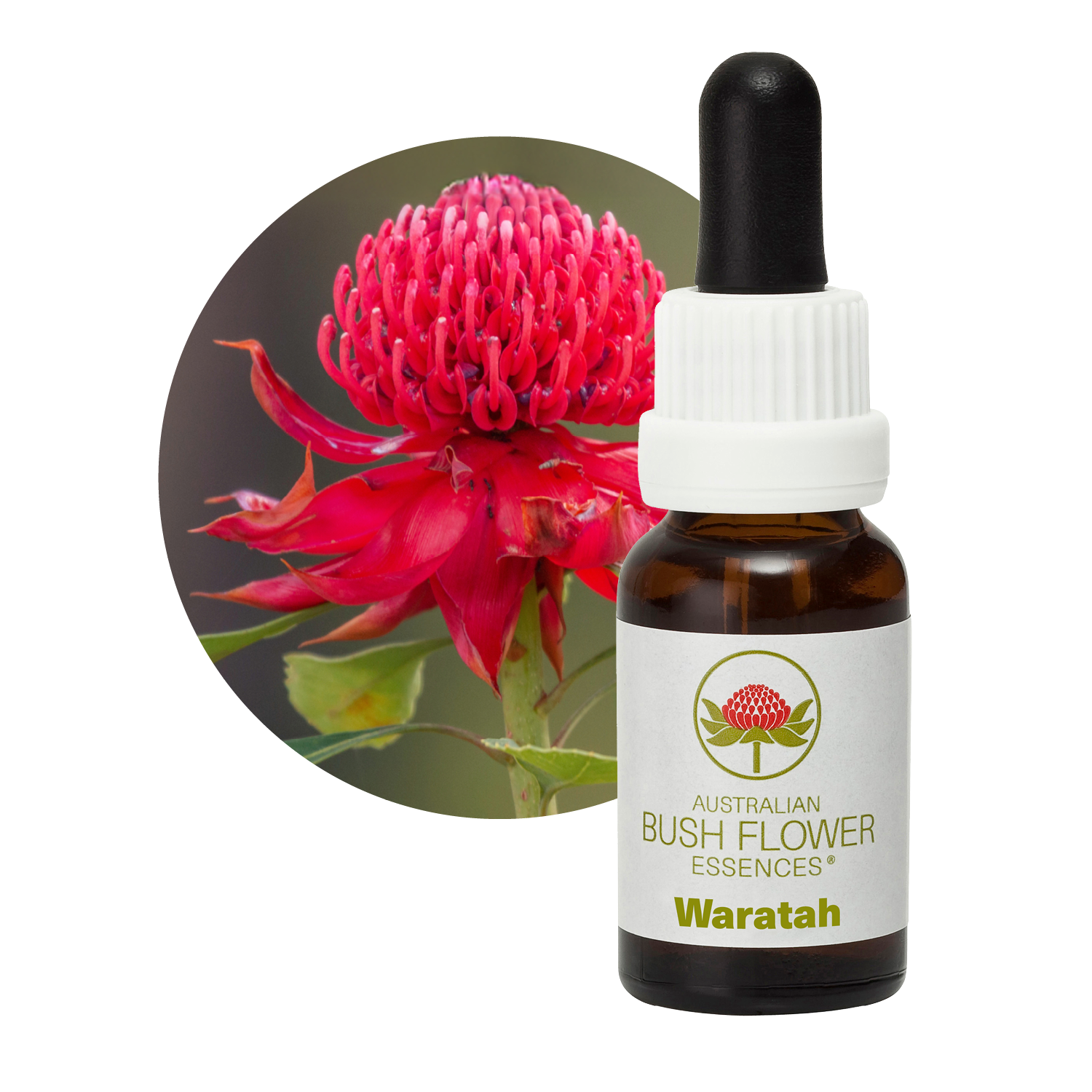Waratah Single Essence | Australian Bush Flower Essences Waratah Single Essence | Australian Bush Flower Essences