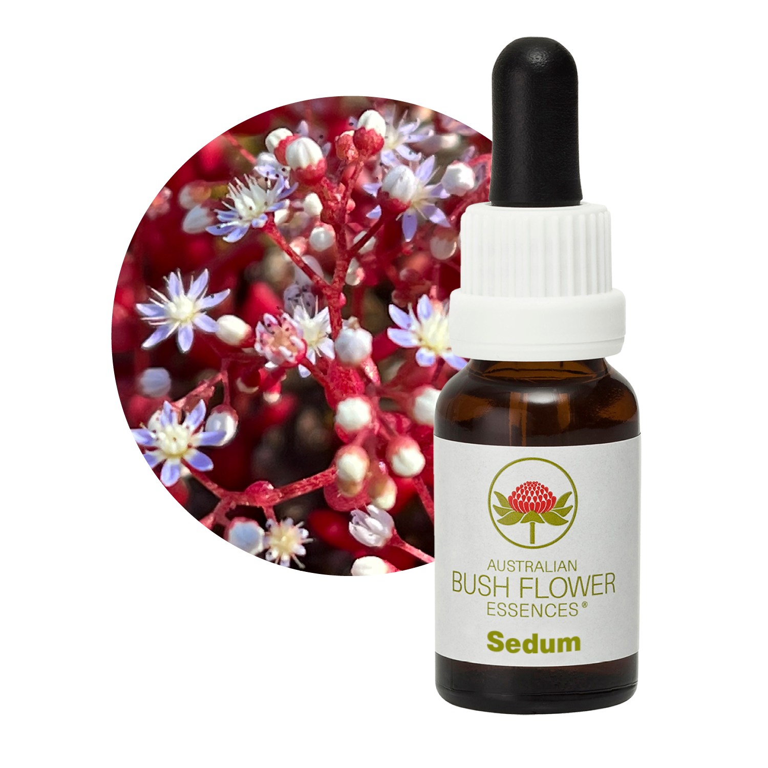 Sedum – Australian Bush Flower Essences Sedum – Australian Bush Flower Essences