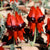 Sturt Desert Pea