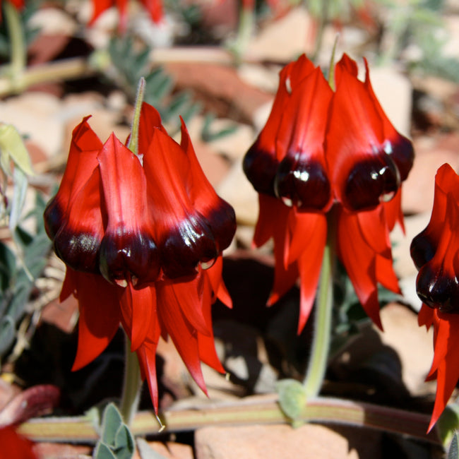 Sturt Desert Pea