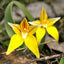 Yellow Cowslip Orchid - Australia