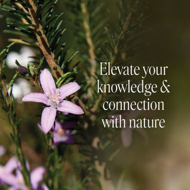 Level 3 - Noosa with Ian White - 21st - 23rd August 2026