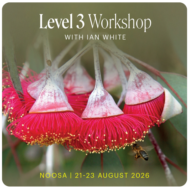 Level 3 - Noosa with Ian White - 21st - 23rd August 2026