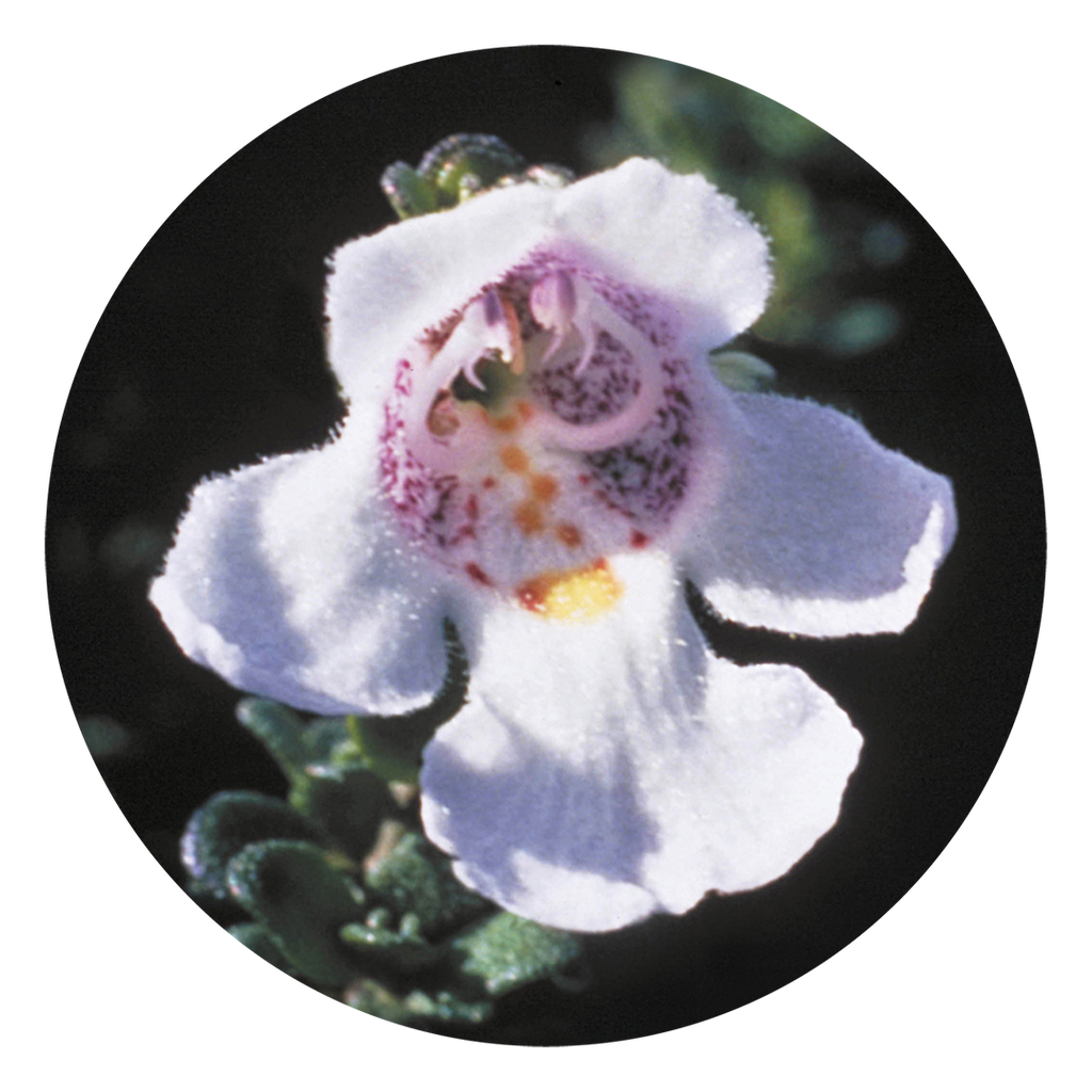 Alpine Mint Bush Australia Australian Bush Flower Essences