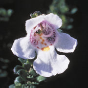 Alpine Mint Bush - Australia