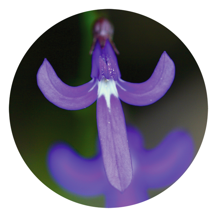 Angelsword - Australia