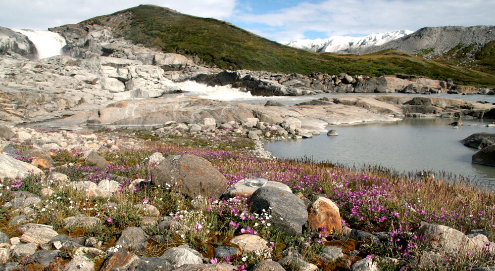 A 40-Year Journey Through the Bush Essences: The 2000s