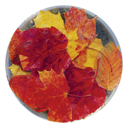 Autumn Leaves - Australia