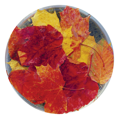 Autumn Leaves - Australia