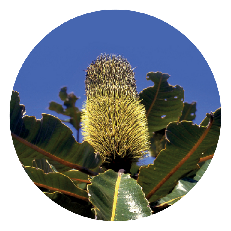 Banksia Robur - Australia