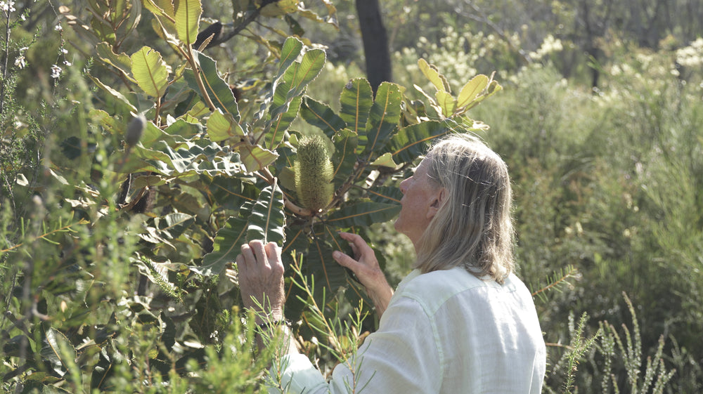 Banksia Robur