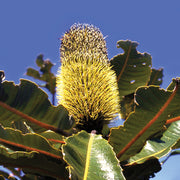 Banksia Robur - Australia