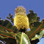 Banksia Robur - Australia