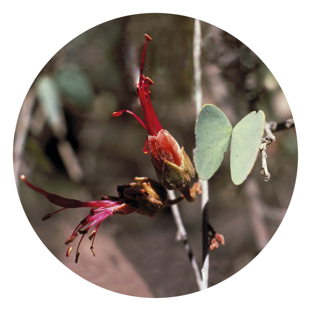 Bauhinia Australia Australian Bush Flower Essences