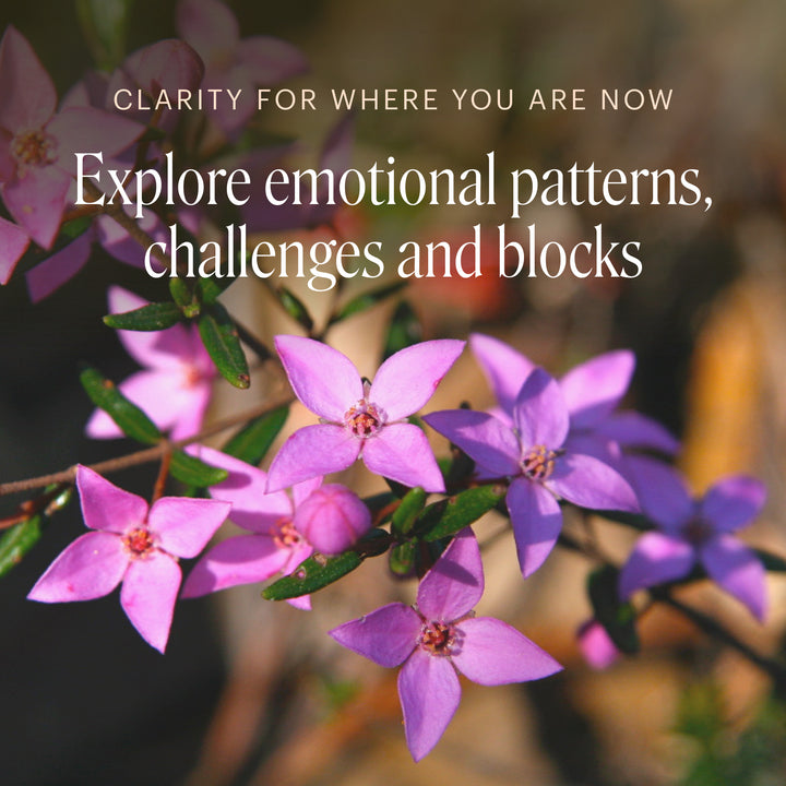 Bush Essence Practitioner Consultation