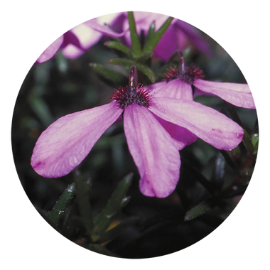 Black-eyed Susan - Australia