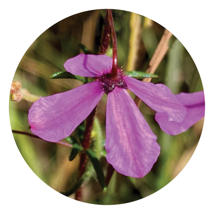 Black-eyed Susan - Australia