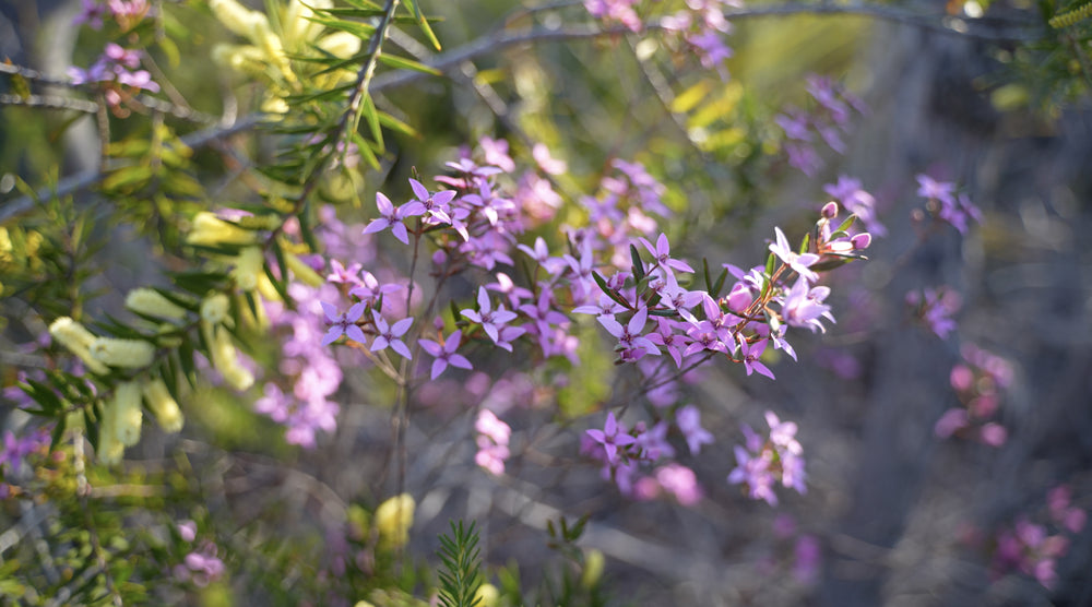 Boronia
