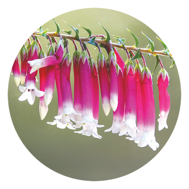 Bush Fuchsia - Australia