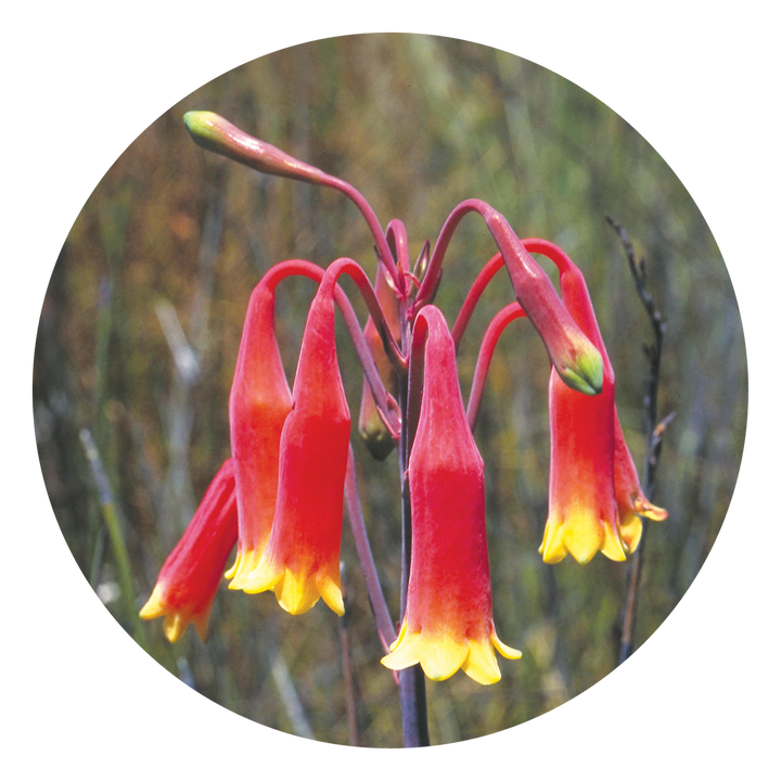 Christmas Bell - Australia