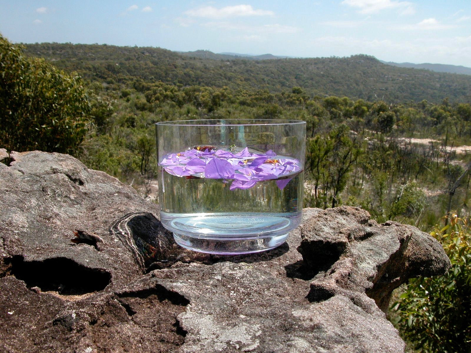 Alpine Mint Bush - Australia