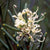 Dagger Hakea
